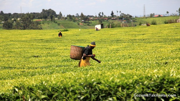 Çay Toplayan Kadın