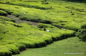 IMG_7854_5_6_tonemapped