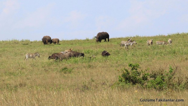 Türler Arası Dostluk