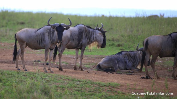 Wildebeest