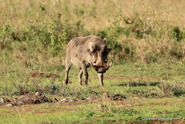 İlla Her Hayvan Güzel Olacak Diye Bir Şey Yok