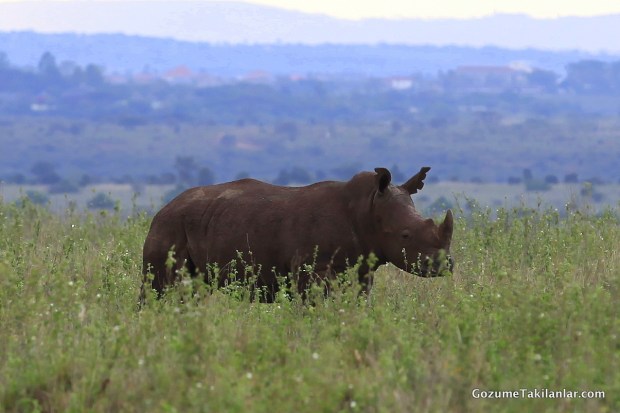 Siyah Gergedan. Bir de Beyazları Varmış Bu Arkadaşların.